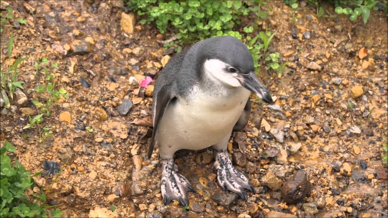 ペンギンヒルズ ペンペンの冒険