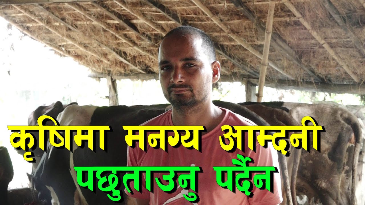 वैदेशिक रोजगारीबाट सिधै पशुपालनमा || Cow Farming in Nepal ||