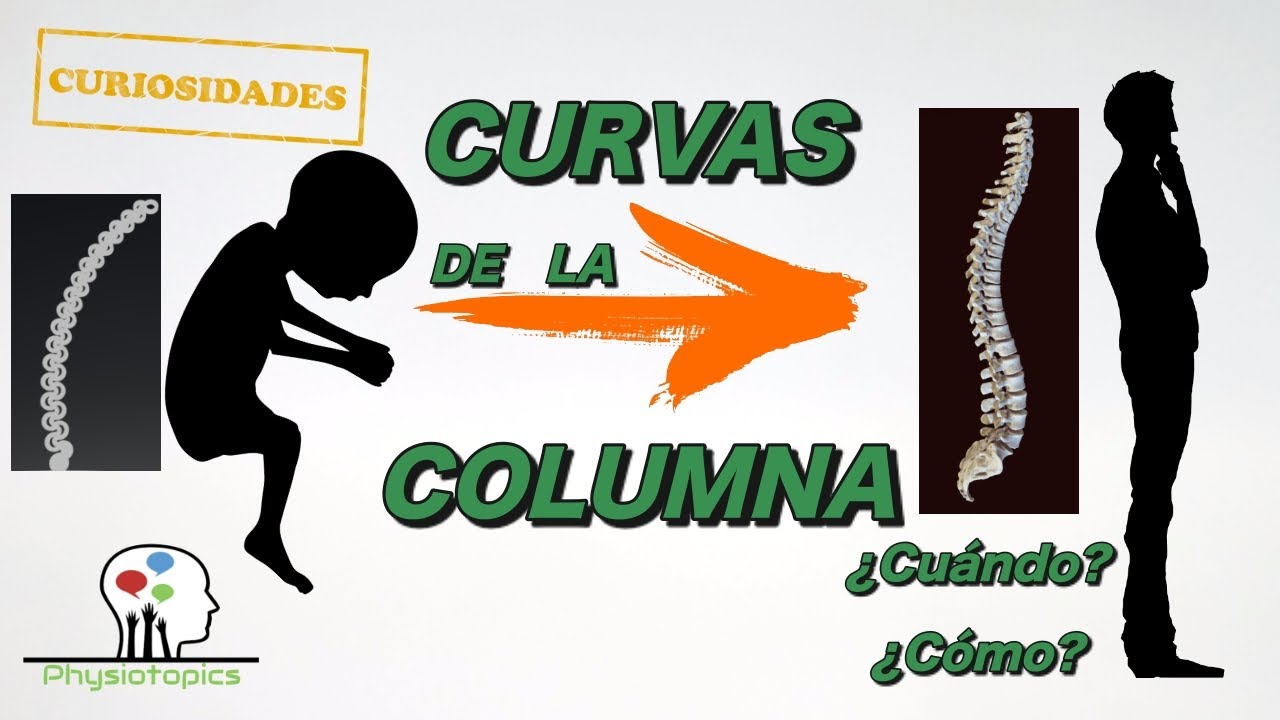 Spinal Curves Development? How and When