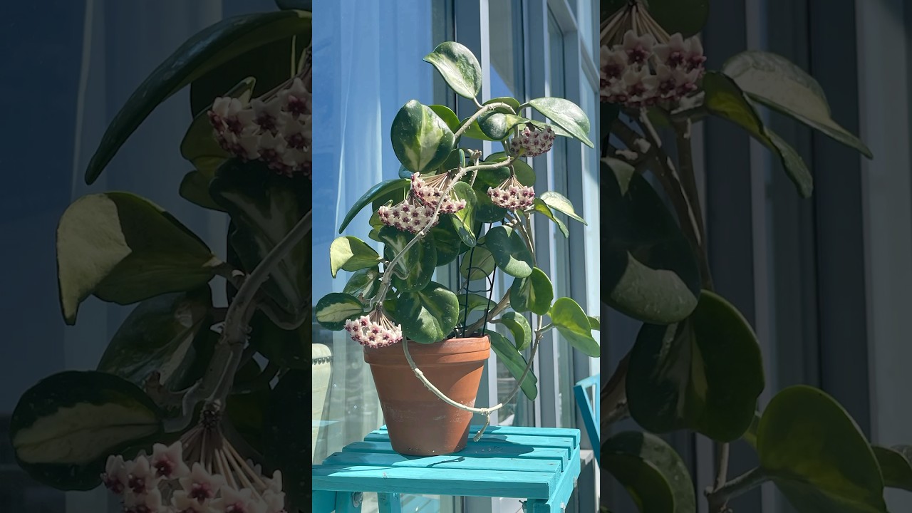 Hoya Obovata Variegata &ndash; A Low-Maintenance Beauty! 🌿💚