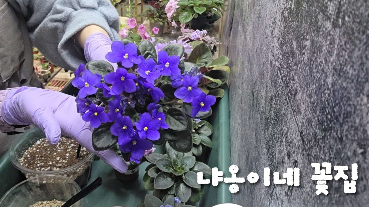 미니 바이올렛 꽃이 지고 난 후, 이렇게 관리하세요! 💙