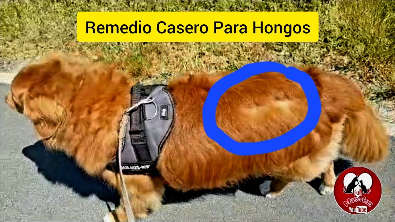 Remedio  Casero para los Hongos en la piel de los Perros 🐕