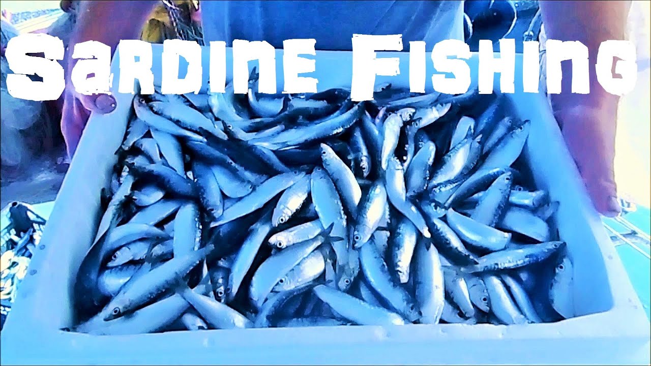 Sardine Fishing (Papalina) on The Gulf of Kalloni - Big Catch of Fish - Lesvos island - Greece