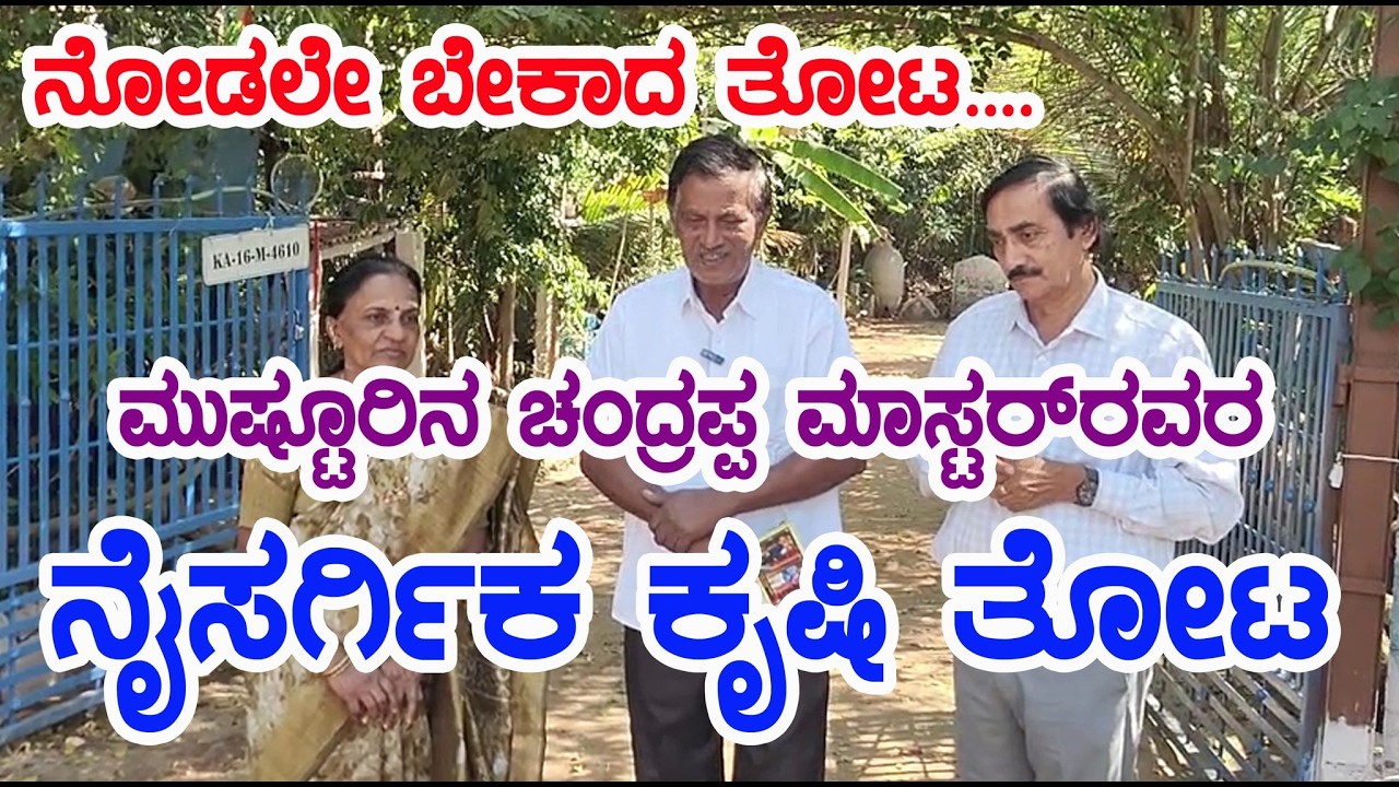 ನೋಡಲೇ ಬೇಕಾದ ತೋಟ ಮುಸ್ಟುರಿನ ಚಂದ್ರಪ್ಪ ಮಾಸ್ಟರ್  ನೈಸರ್ಗಿಕ ಕೃಷಿ ತೋಟ  natural farm at Mustur Davanagere dst