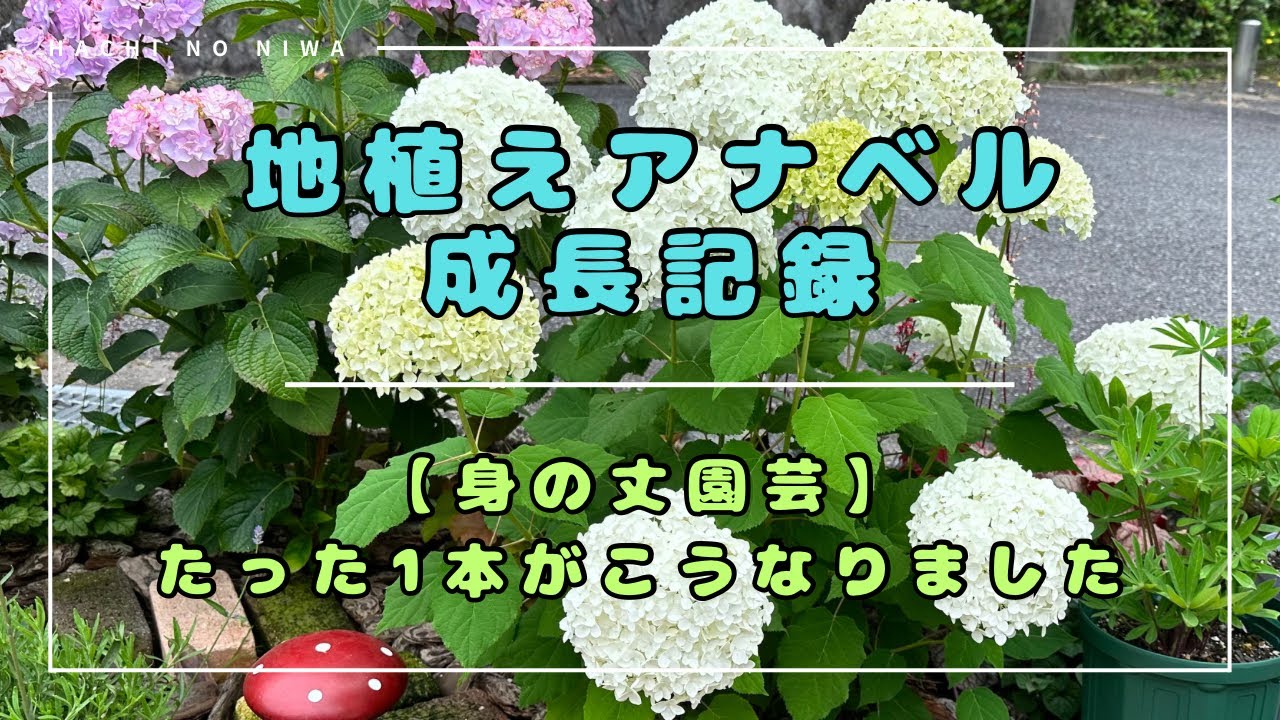 【地植えアナベル】の成長記録。花壇サイズにあった植栽、庭づくり🌱【身の丈園芸】