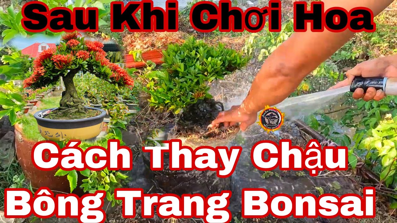 cách thay chậu bông trang - cách thay chậu cho cây trang mới vừa chơi hoa tết