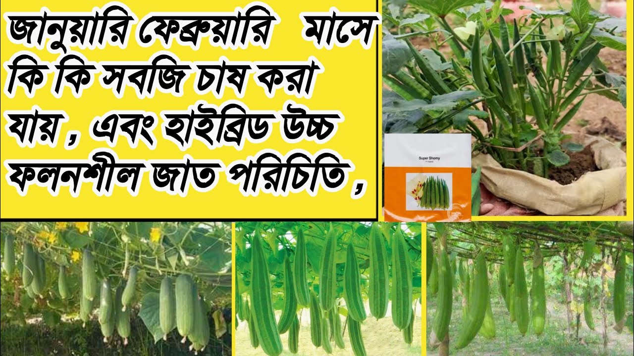 জানুয়ারি ফেব্রুয়ারি  মাসে কি কি সবজি চাষ চাষ করা যায় , এবং উচ্চ ফলনশীল হাইব্রিড জাত,