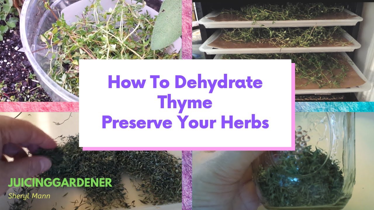 Best Way to Preserve THYME and Herbs From Your Garden