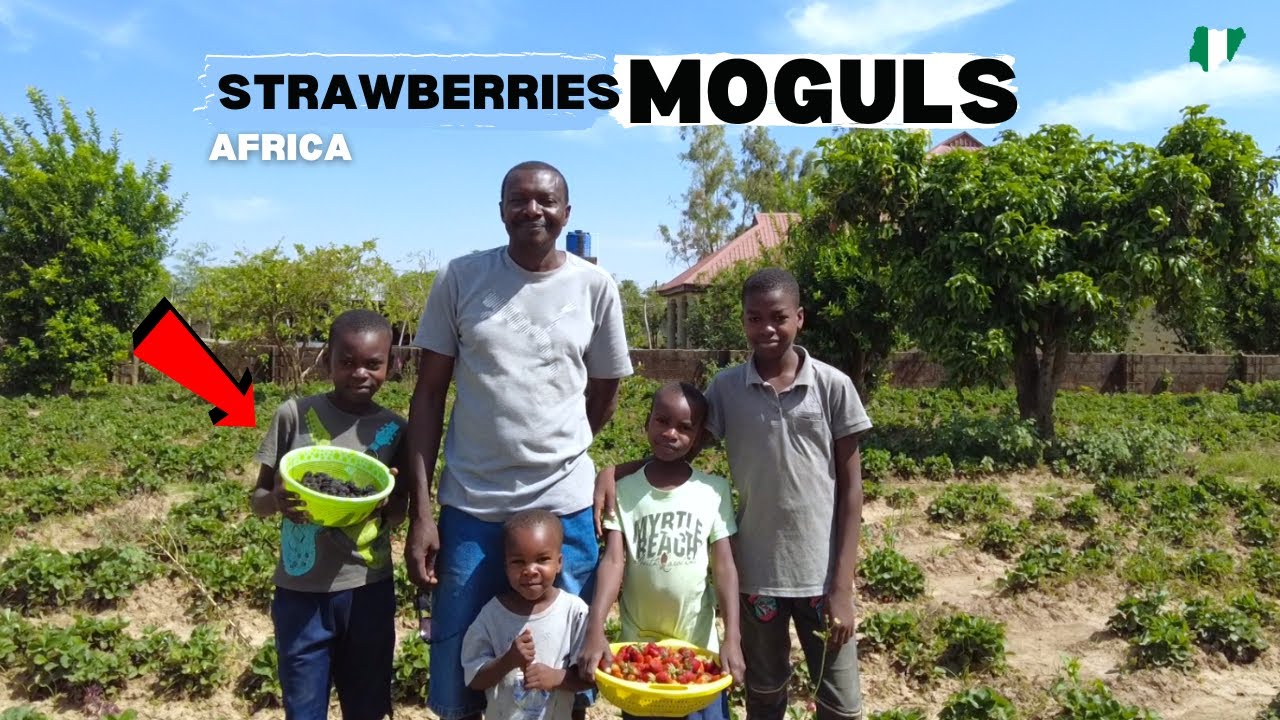 How This Nigerian Man Became FAMOUS Growing Strawberries and Other Exotic Fruits in Africa