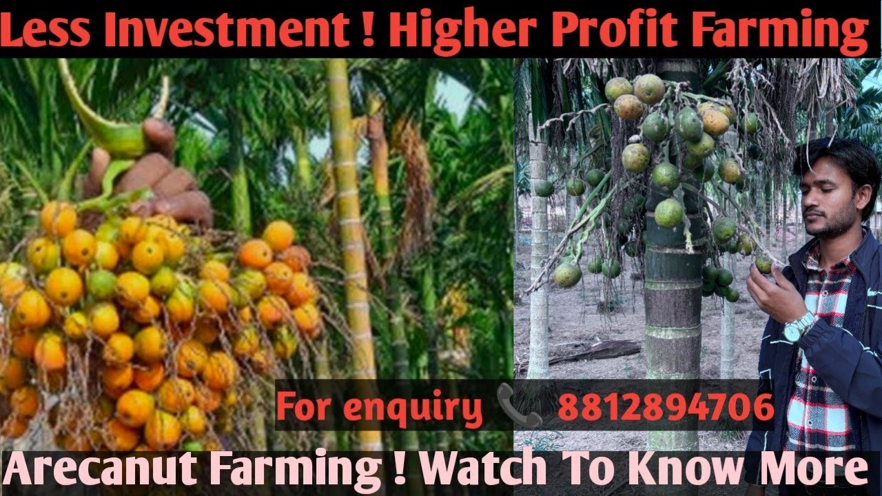 Arecanut Farming | One of the most profitable farming in India | Supari