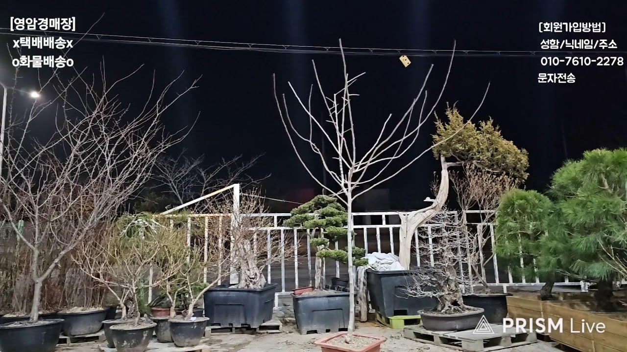 🌲영암분재경매장🌲 2026년 03월 10일 화요일  010-7610-2278 3시경매합니다