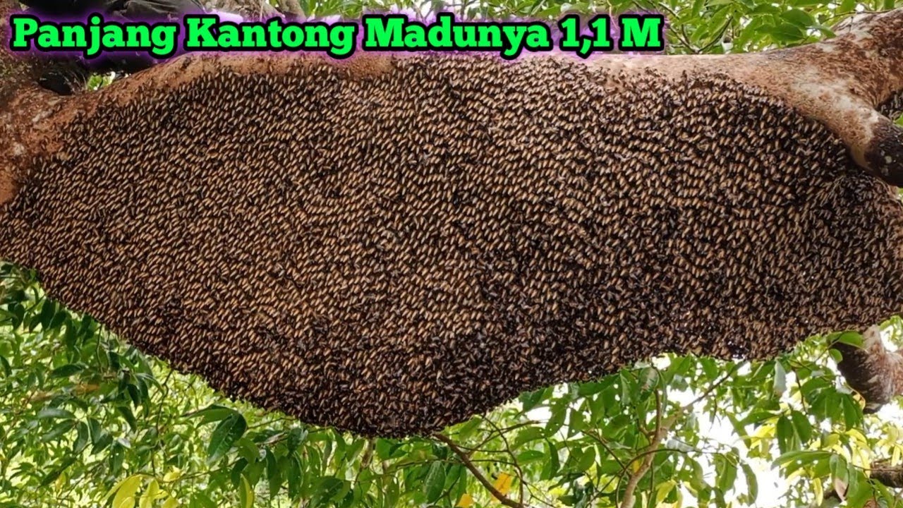 Merah Merona Madu Muda Manis Menggoda#lebah #madu #hutan #alam #maduhutan #panenmadu