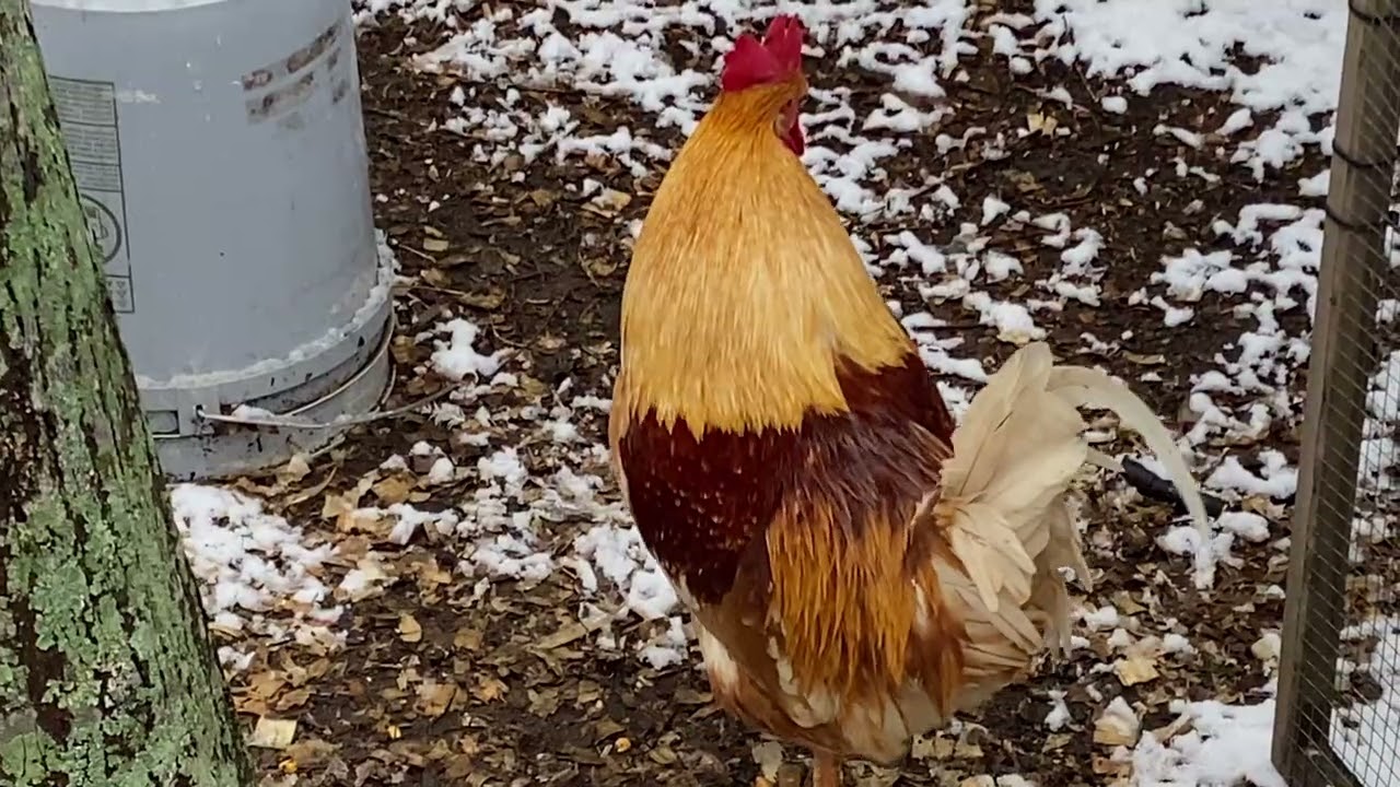 It’s Snowing on the Farm !’#homesteading #chickens #backyardchickens 
