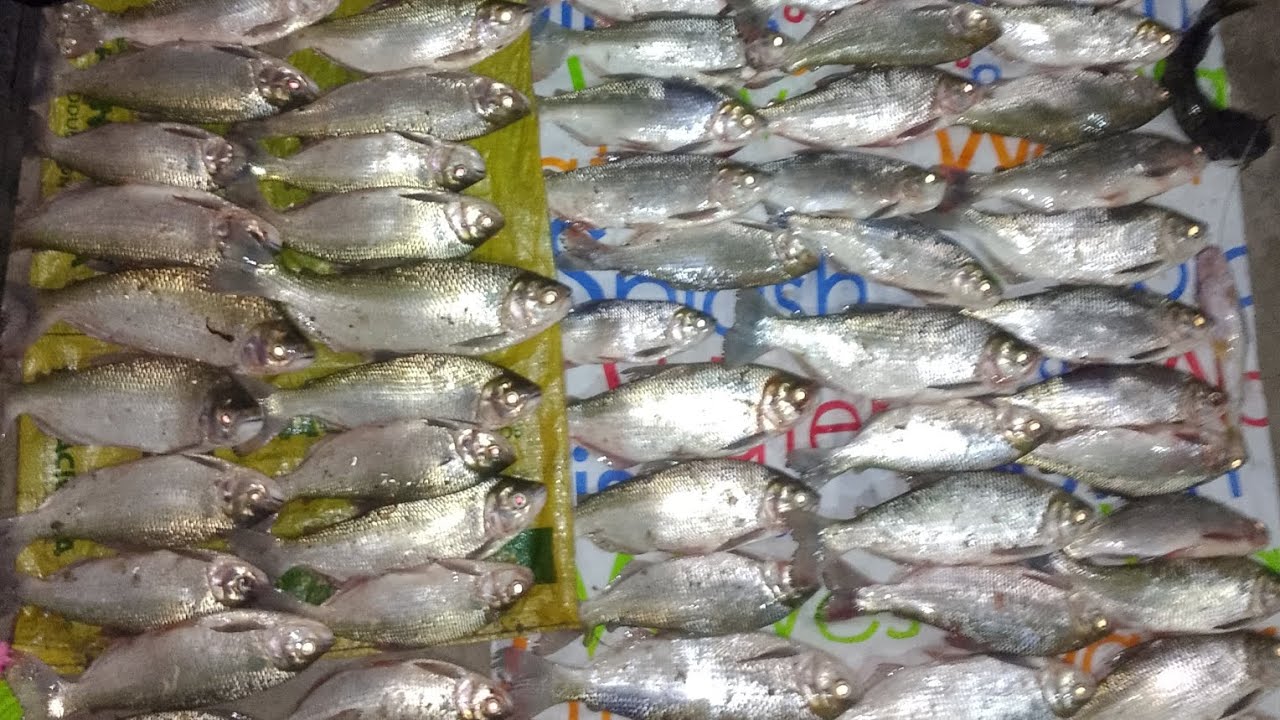 Subienda en el río Guaviare | casi 4 @ de pescado en solo Yamu