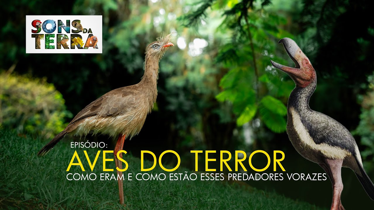 Aves do terror: predadores com mais de 2 metros de altura