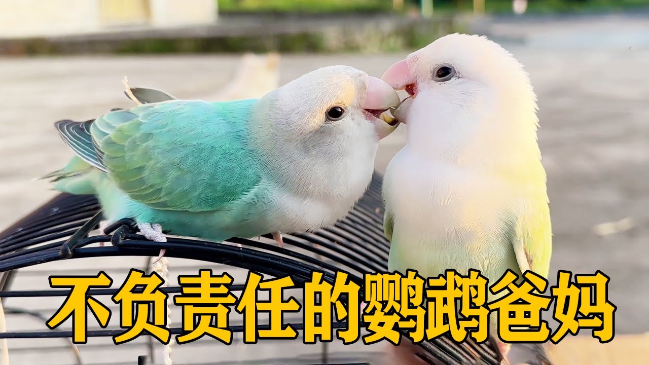 牡丹鹦鹉下蛋了也不做窝，两口子卿卿我我的，就等着我去放材料【叁伍萌宠】