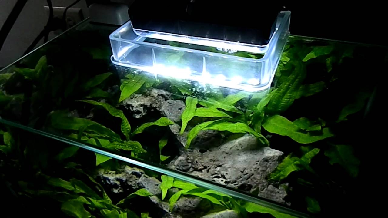Thoughts on Fluval Edge Tank