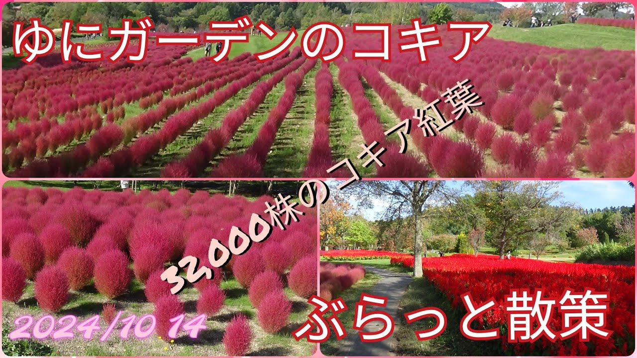 ゆにガーデンコキアの紅葉32,000株ぶらっと散策【過走行ワゴンRで走り回り動画撮ってます】まだまだ走れます#コキア#紅葉#ガーデン