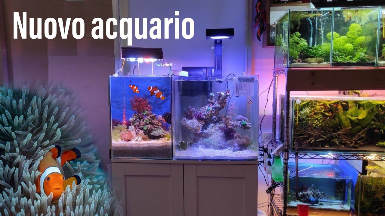 un altro NUOVO ACQUARIO MARINO...