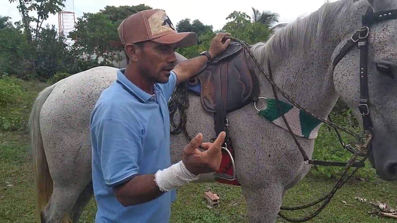 dica de vaquejada para seu cavalo não usar mais gamarra
