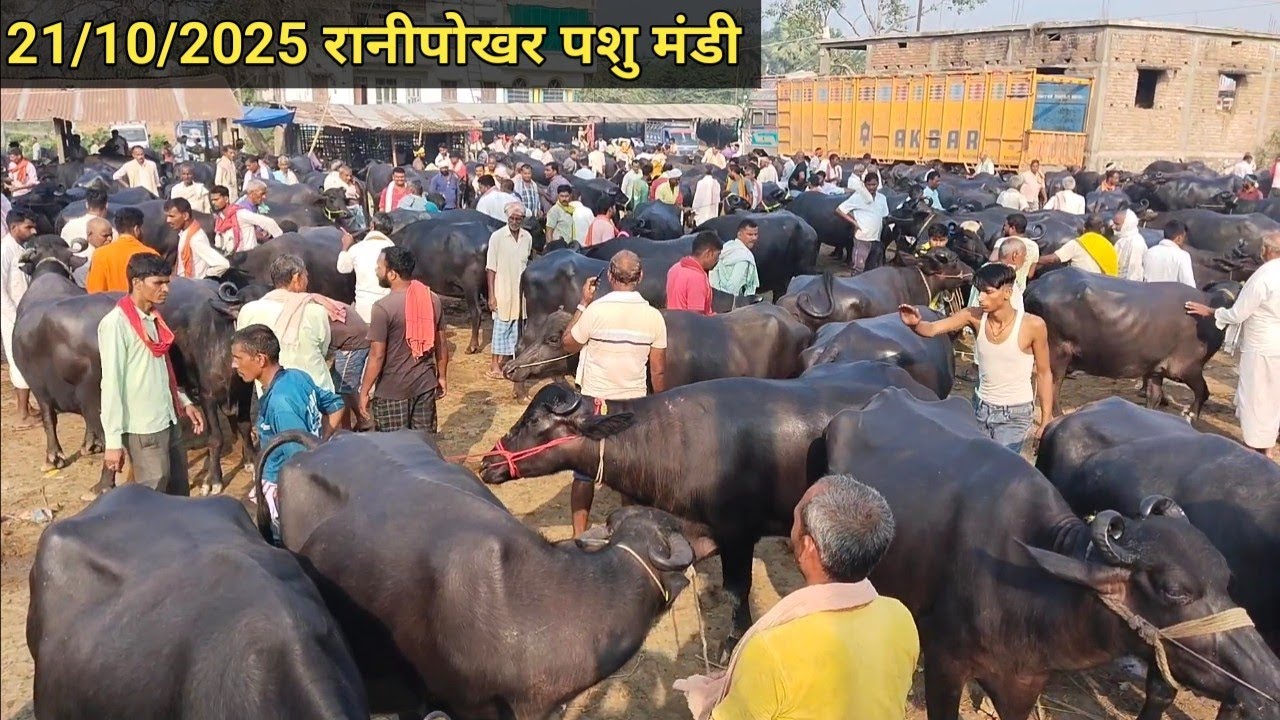 21/10/2025 गोवर्धन पूजा के दिन कुछ इस तरह की रानी पोखर पशु मंडी में भैंस बिकने के लिए आई है
