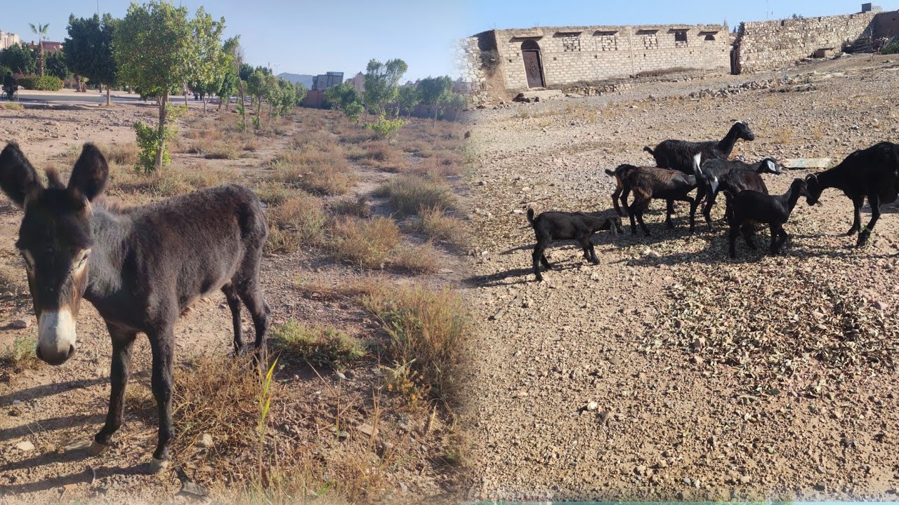  حياة البادية يعيشون البساطة ✅ القرية المغرب الخبز في الفران ديال العواد 