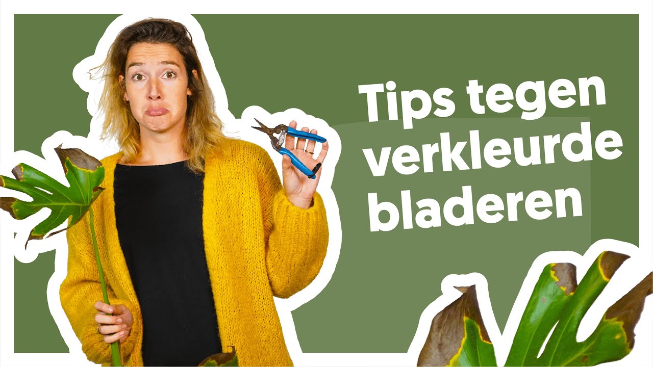 Eerste hulp bij verkleurde bladeren 🍂 | De Stamgasten