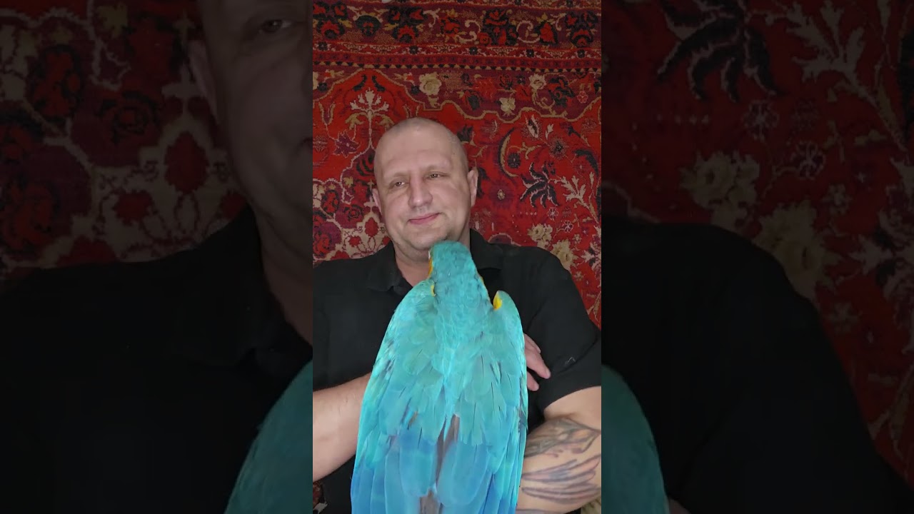 КОРЕЛЛА ИЛИ НЕРАЗЛУЧНИК: КАКОЙ ЛУЧШЕ ПОПУГАЙ?