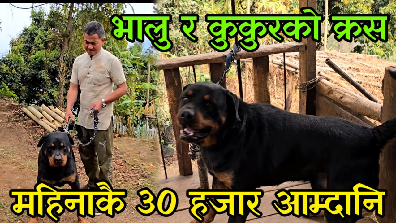 महिनाकै 30 हजार कमाउने सुल्तान,9 ओटा गाइ चराउने भालु र कुकुरको क्रश Dog Farming