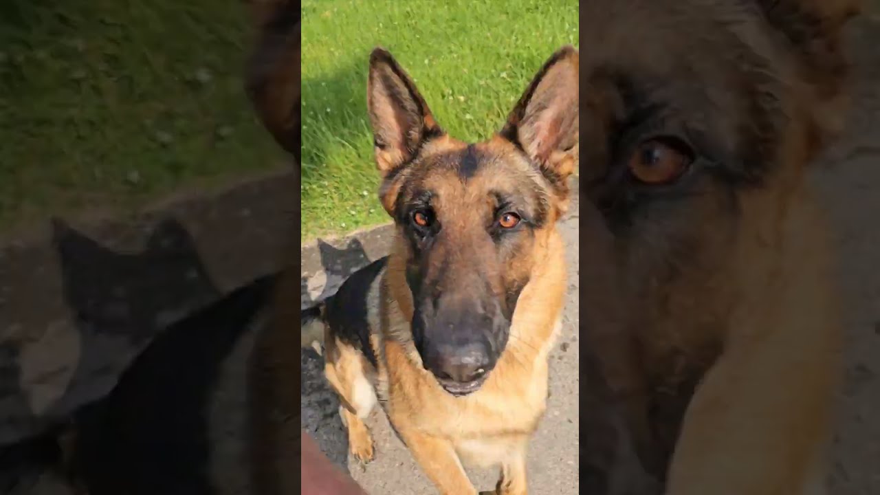 Staying cool on a hot day.#mikelalicich #germanshepherd #ballislife #buddyandmikespal