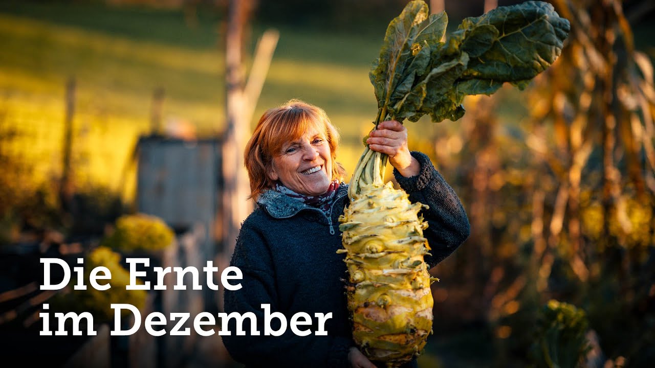Ernte im Dezember von zwei Riesenkohlrabi (Superschmelz), mit bizarrem Wuchs! 🤭