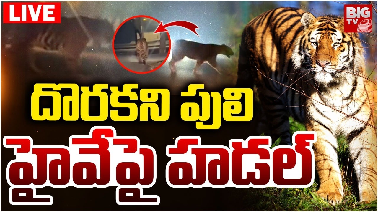 Rajahmundry Tiger Hulchal LIVE | దొరకని పులిహైవేపై హడల్ | Tiger CCTV Footage | BIG TV