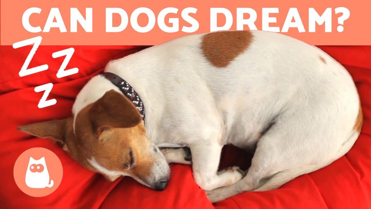 Can DOGS DREAM? 🐶💤 Sleep Cycle in Dogs