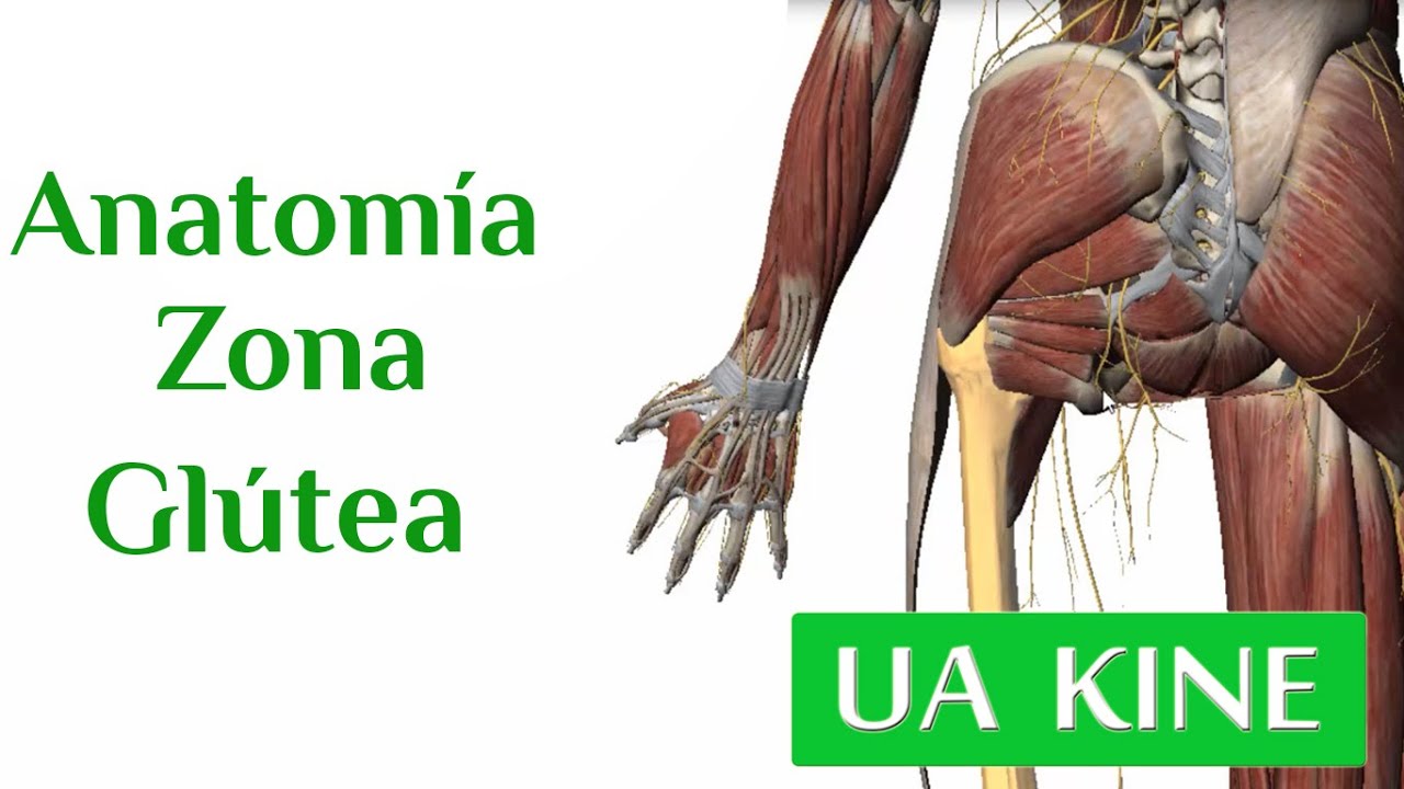 Anatomía Zona Glútea