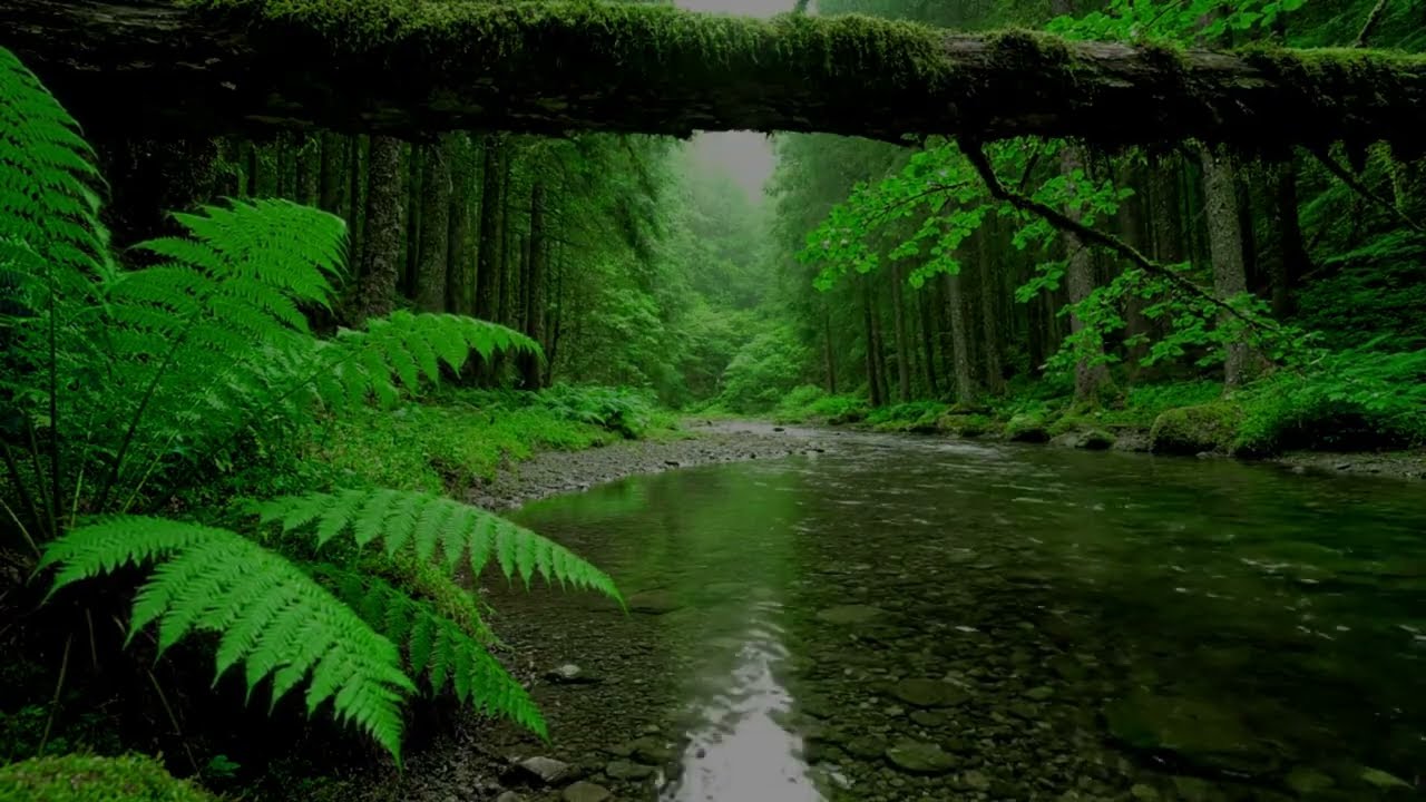 Deep Forest Stillness & Fresh Stream Sounds – Birds, Sleep, Relax, Focus & Study 🌿
