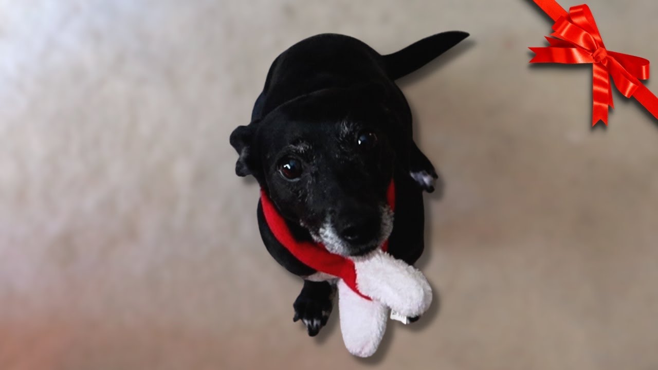 Check out my dog in her Christmas scarf - #vlogmas day 4