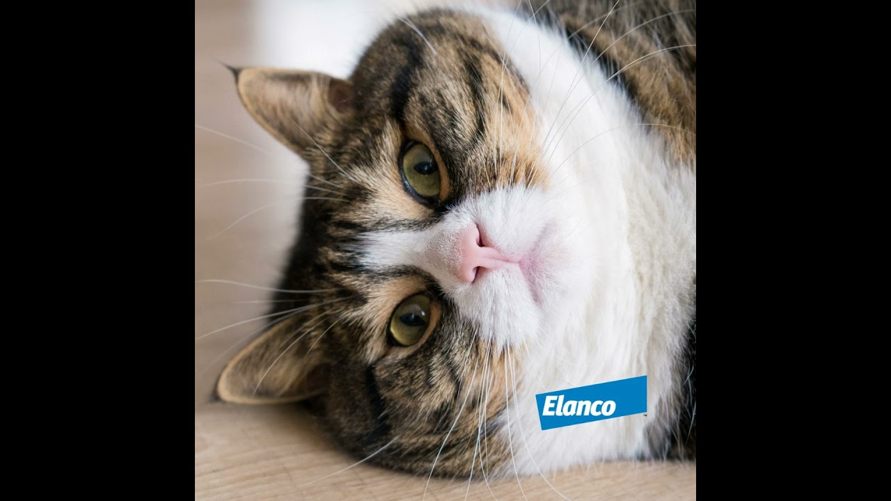 The Future of Feline Diabetes Mellitus – SGLT2 Inhibitors