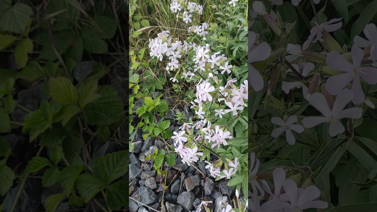 Mydlnica lekarska (Saponaria officinalis).