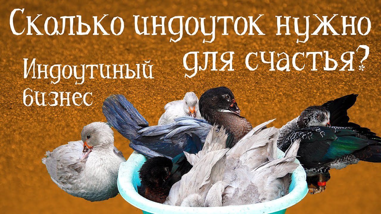 СКОЛЬКО ИНДОУТОК НУЖНО ДЛЯ СЧАСТЬЯ? Оптимальный размер племенного стада | ИНДОУТИНЫЙ БИЗНЕС