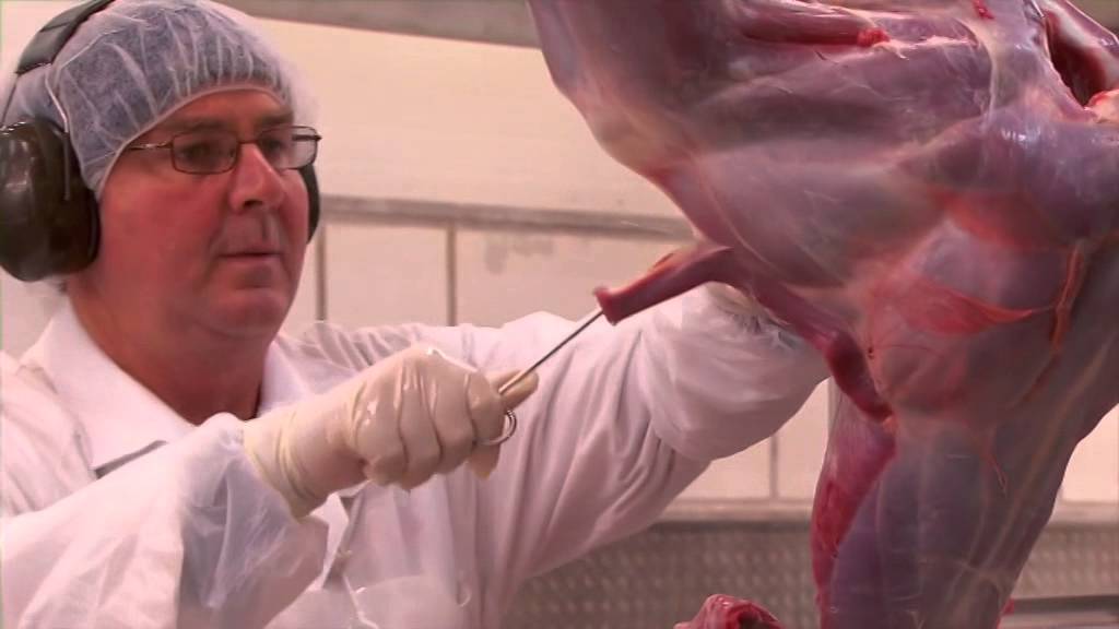 Kangaroo meat export industry
