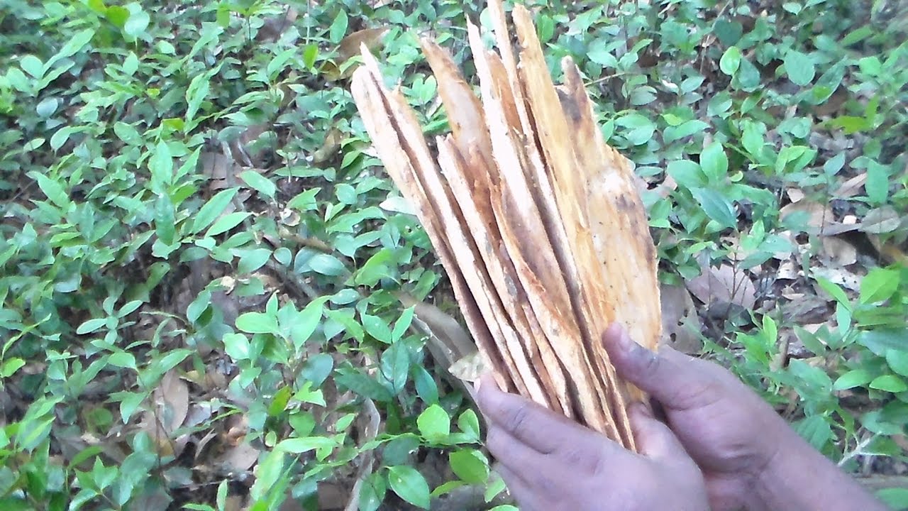 la cannelle, comment récolter la cannelle.le cannelier. vidéo tourné à Mayotte, Miréréni, Combani.