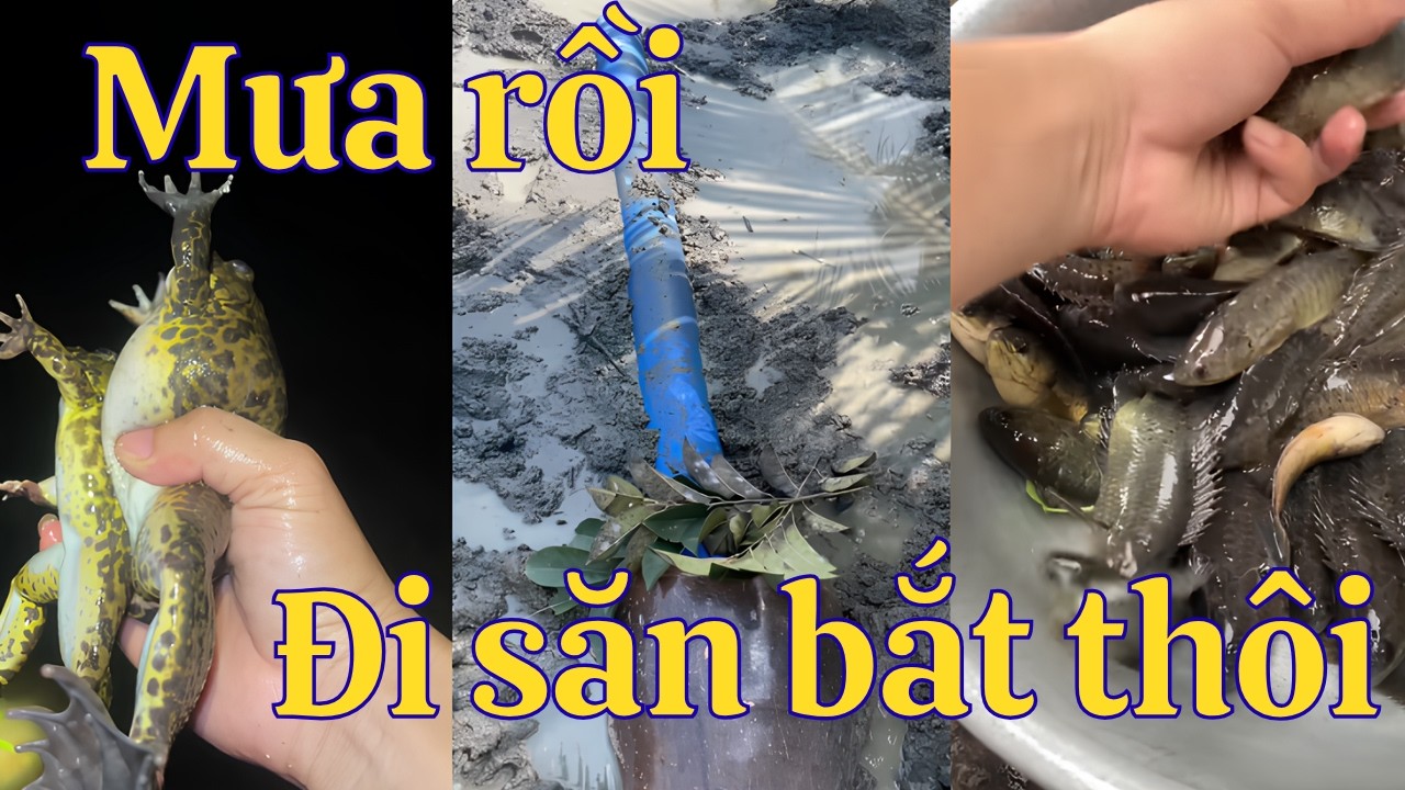 Tổng hợp video hay phần 24: Các bộ môn săn bắt của tôi khi mùa mưa đến