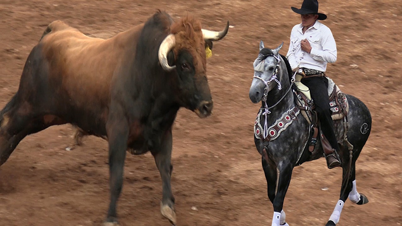 !! TOROS BRAVOS BUSCA CABALLOS !! EN LA MONUMENTAL DE MORELIA MICGHOACAN 27 DE NOVIEMBRE DEL 2025