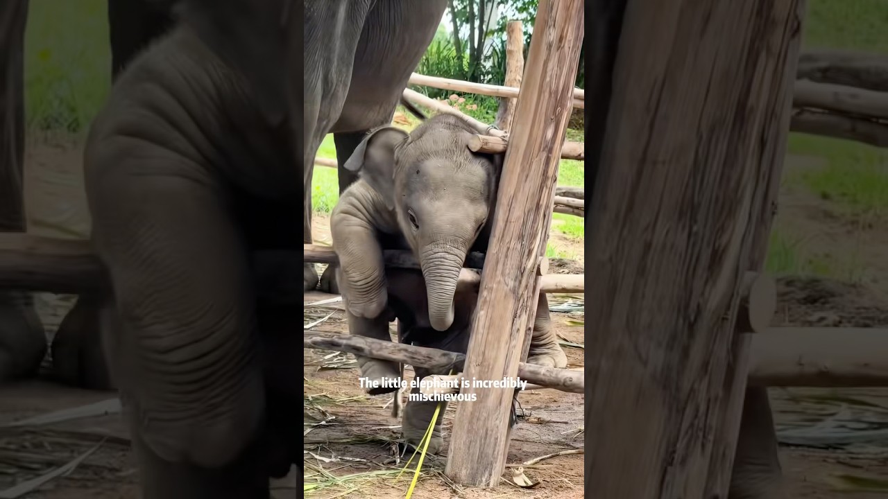 The baby is really naughty #elephant #animal #cute #babyanimal #funny #nature