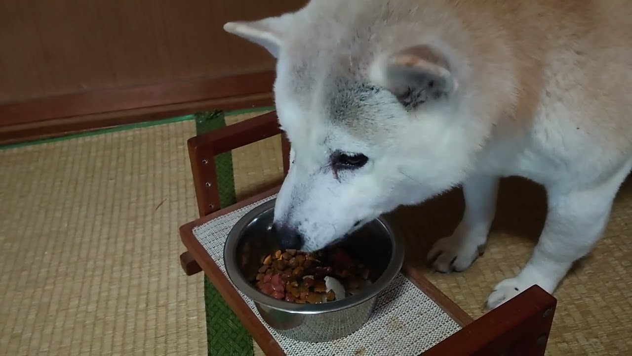 ご飯うまうま #フクちゃん #柴犬