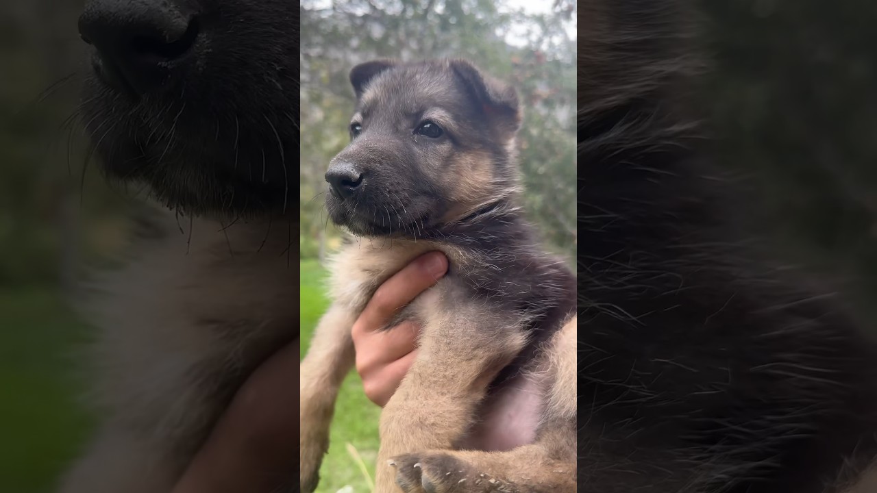 GSD PUPPY CRYING   