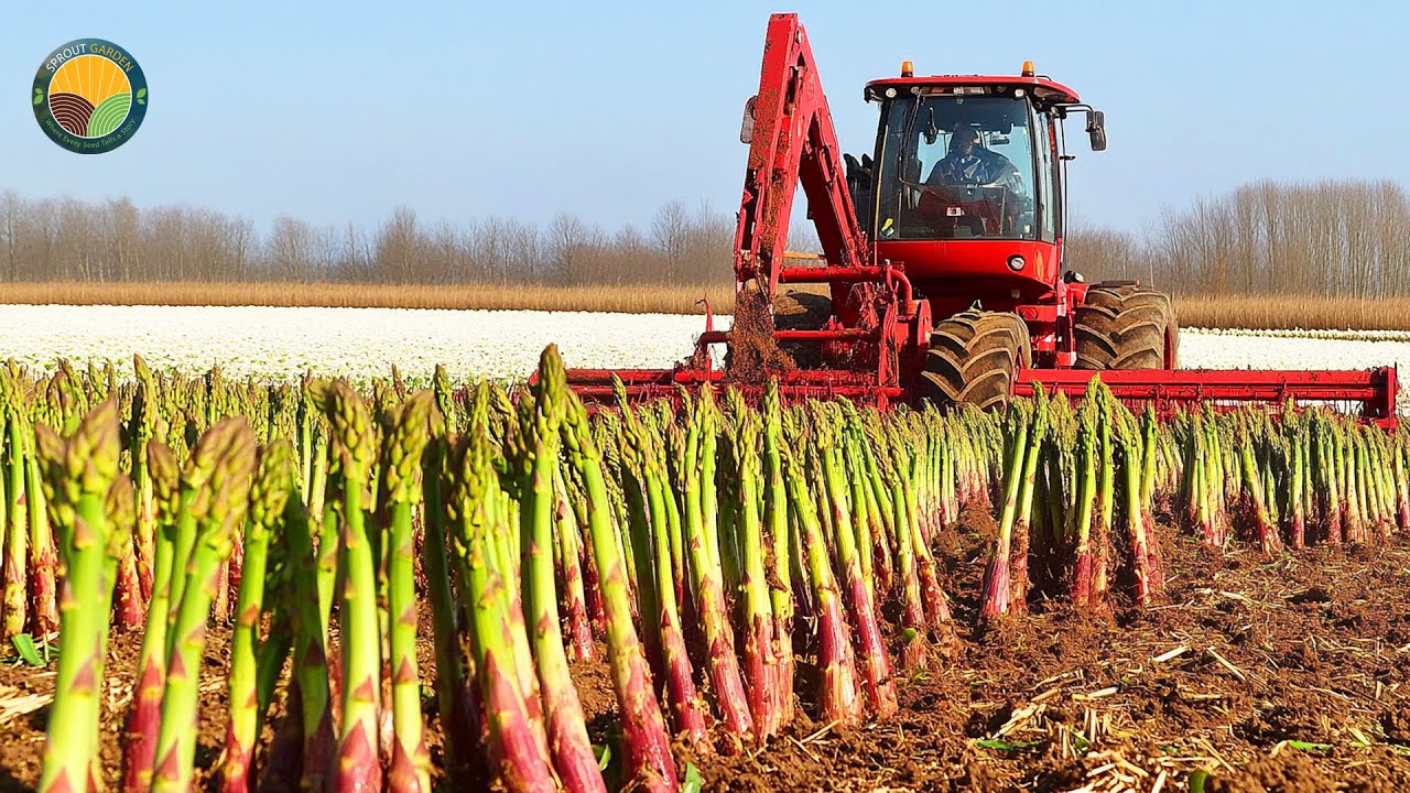 How Farmers Harvest Tons of Asparagus by Machine: Modern AI Farming Takes Over | Farming Documentary