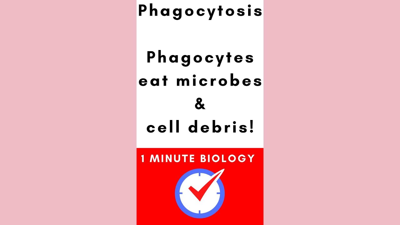 Phagocytosis: phagocytes eat microbes and debris #biology #microbiology #immunology #review #shorts