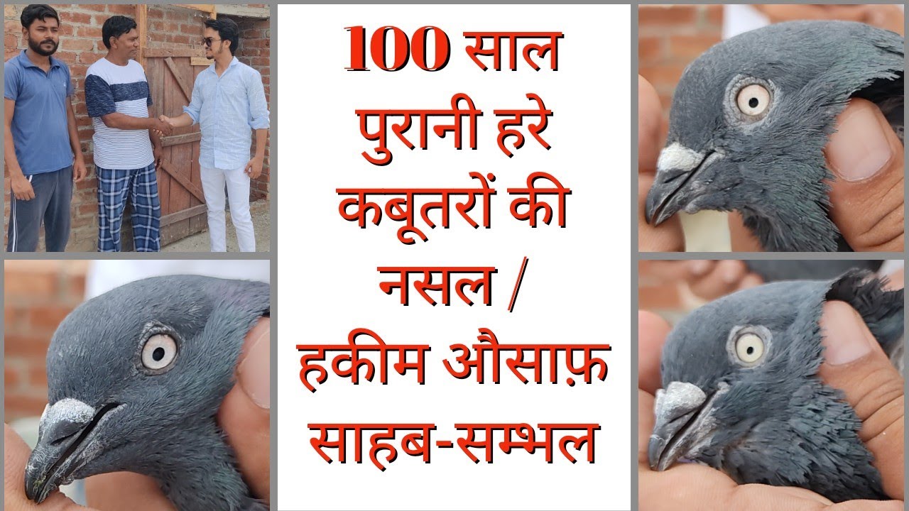 100 साल पुरानी हरे कबूतरों की नसल / हकीम औसाफ़ साहब-सम्भल @TheHomeSanctuary