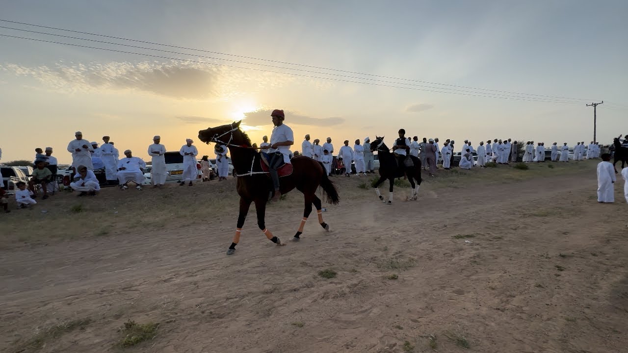 فعاليات الهيل في عمان زمط جعلان بني بو حسن🐎